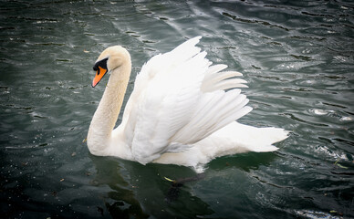 swan on the lake