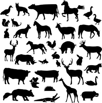 the silhouettes of many animals are black