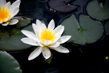 white water lily