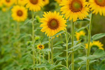 Big yellow sunflower flowers on the field
