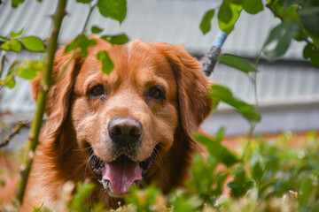 golden retriever dog