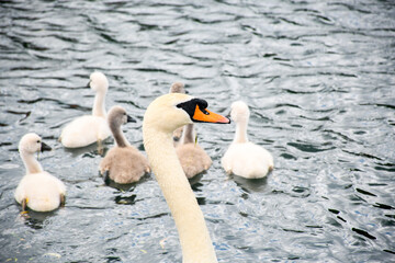 swan on the lake