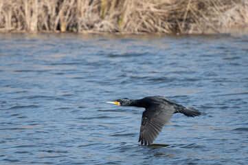 seagull in flight