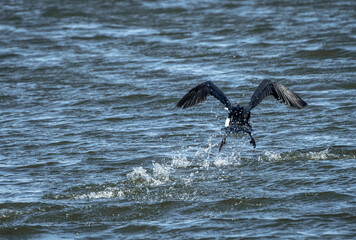 pelican in flight
