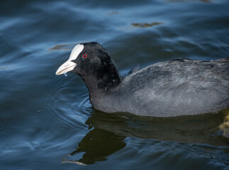 black headed gull
