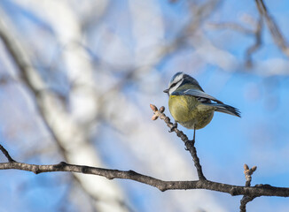 bird perched on a branch