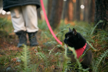 A black cat is walking with a red leash in the forest. Domestic cat during the outdoor walk.