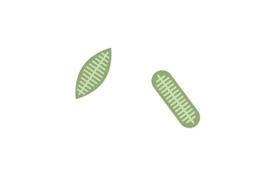 プランクトン・ケイソウ