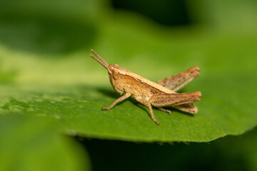 Macro of a brown grasshopper