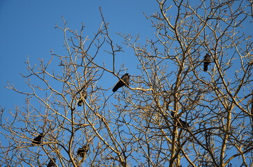 crows  on a tree on a clear winter day
