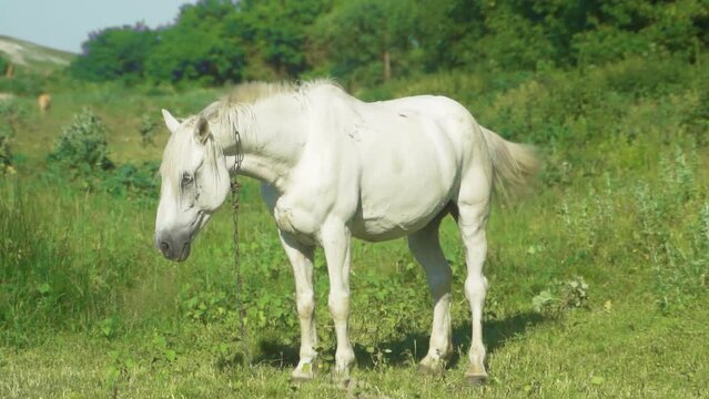 A white horse walks near a deciduous forest, and eats grass. A sunny summer day.