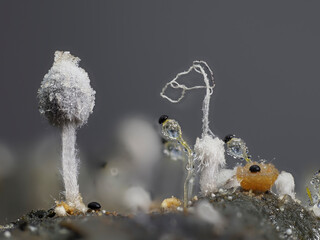 Schneeweißer Mist-Tintling oder Schneeweißer Tintling (Coprinopsis nivea) ,...