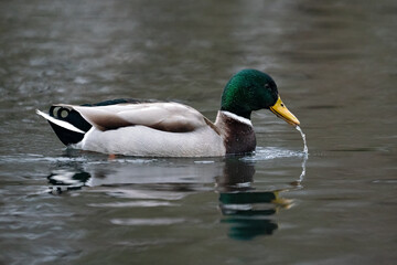 Stockente (Anas platyrhynchos)