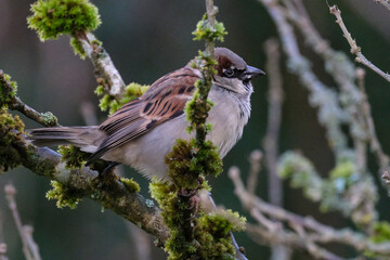 Haussperling (Passer domesticus)