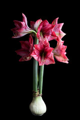 striped Barbados lily flower heads on solid black background