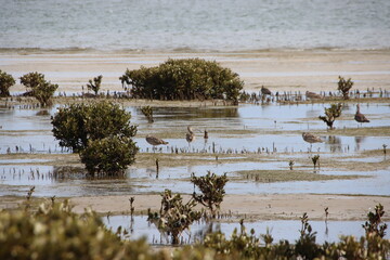 Eastern Curlew, Corner Inlet near Toora, Gippsland, Victoria, Australia.