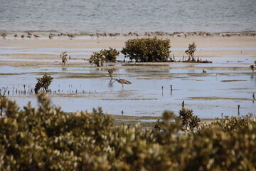 Eastern Curlew, Corner Inlet near Toora, Gippsland, Victoria, Australia.