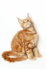 Kennel of purebred Maine Coon kittens