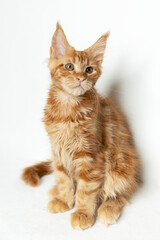 Obraz premium The Maine Coon kitten is red in color. White isolated background