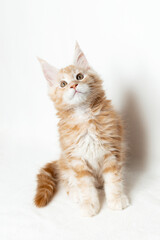 A light Maine Coon kitten on a white background. Purebred kitten of two months