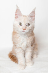 Fototapeta na wymiar A Maine Coon kitten looks into the camera sitting on a white background