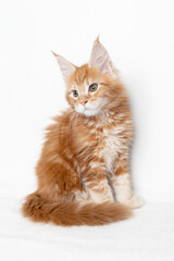Red kitten Maine Coon. Thoroughbred pets. White background