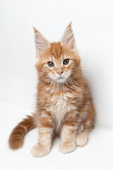 Fototapeta premium A playful Maine Coon kitten. Breeding of purebred cats. White background. The kitten looks at the camera