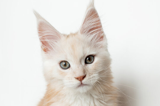 Close-up of the muzzle of a Maine Coon kitten looking into the camera on a white background