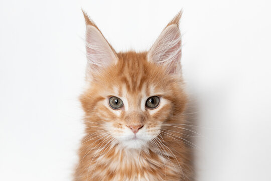 The muzzle of a red Maine Coon kitten. Pedigreed pets