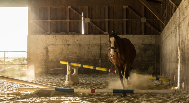 A horse training at the riding school