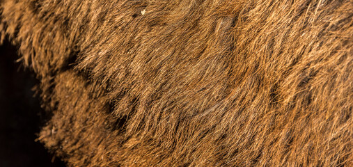 Donkey fur texture