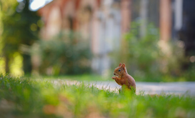 Fototapeta premium Cute squirrel in a park in Munich, Germany summer travel to Europe. Wildlife in green park. Sciurus vulgaris.