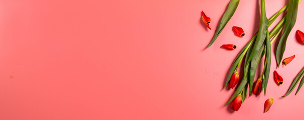 Spring flowers. Red tulips.