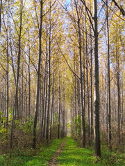 poplar trees forest in golden autumn colors