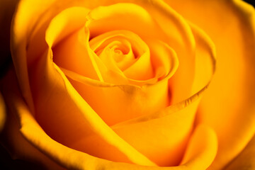 Fototapeta na wymiar Beautiful yellow roses.