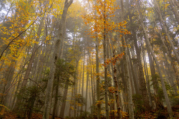 autumn in the forest