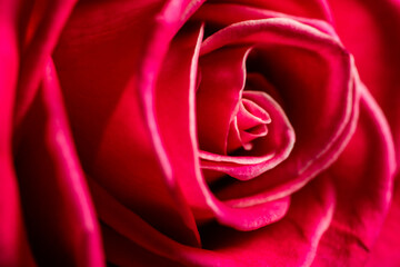 Obraz na płótnie Canvas Red roses flowers.