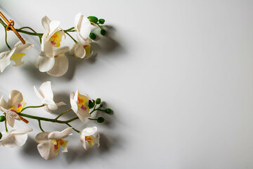 Flowers of orchids.