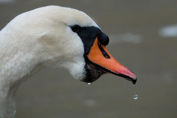 Höckerschwan (Mute swan)