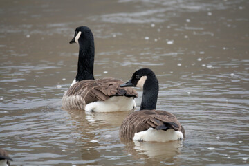 Obraz premium Kanadagans&nbsp;(Branta canadensis)