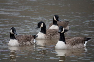 Kanadagans (Branta canadensis)