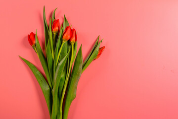 Spring flowers. Red tulips.