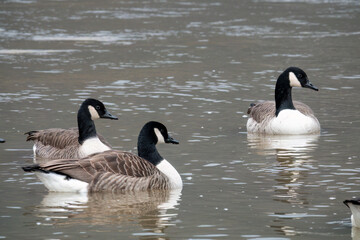 Fototapeta premium Kanadagans&nbsp;(Branta canadensis)