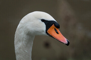 Höckerschwan (Mute swan)