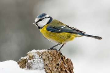 Fototapeta premium Blaumeise&nbsp;(Cyanistes caeruleu)