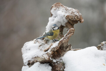 Blaumeise (Cyanistes caeruleu)