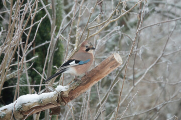 Eichelhäher (Garrulus glandarius)