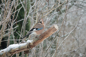 Eichelhäher (Garrulus glandarius)
