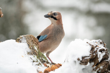 Eichelhäher (Garrulus glandarius)