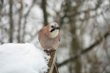 Eichelhäher (Garrulus glandarius)